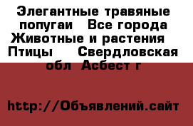 Элегантные травяные попугаи - Все города Животные и растения » Птицы   . Свердловская обл.,Асбест г.